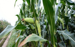 凯育青贮114玉米种子特征特性，种植密度每亩4000株左右