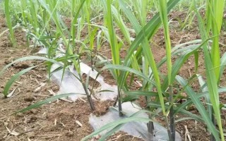甘蔗如何种植,要做到适时施肥、适量施肥