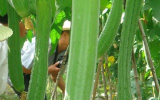优质丝瓜品种介绍，推荐早优一号、新早冠406等