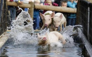 仔猪拉黄痢怎么处理，先对全窝的猪仔使用氯霉素等药物