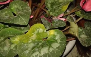 仙客来花落后如何处理，要对其进行修剪