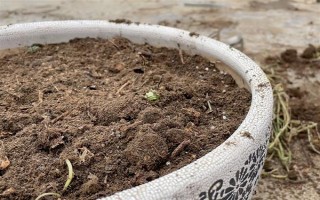 垂盆草的种植方法，栽种后每隔半个月追施一次氮肥
