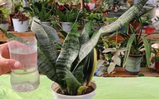 虎耳兰的种植方法，生长期间让土壤保持湿润