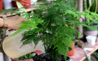 土培文竹叶片发黄如何处理，可采取修剪黄叶、更换盆土等措施