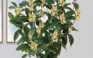 桂花怎么养护才可以更旺盛，每隔一周浇水1-2次