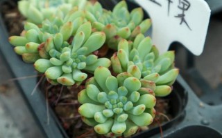 蓝苹果多肉怎么养殖，生长期间每隔10-15天浇一次水