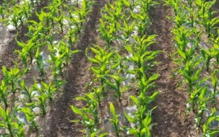 DF736玉米种简介，中抗茎腐病（26.2%MR）