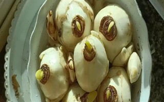 如何处理买回家的水仙，清除种球的干枯外层再栽种