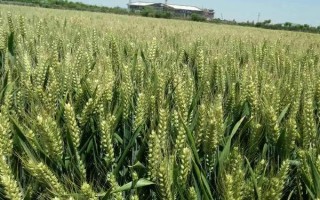 中信麦15小麦品种的特性，该品种属半冬性中熟品种