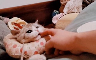 猫不亲近人怎么解决，首先要轻柔温婉地对待猫咪