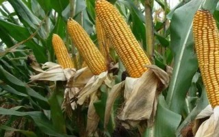 伟科118玉米种子介绍,中抗茎腐病(发病率20%)