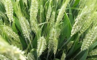 荃兴168小麦品种简介，为中筋品种