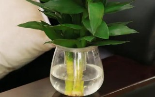 观音竹的繁殖方法，一般以扦插为主