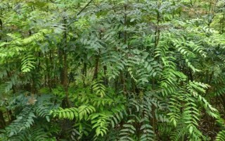 关黄柏的种植时间，一般为2-4月份