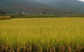 芳菲丝苗水稻种子介绍,全生育期早稻117.8天