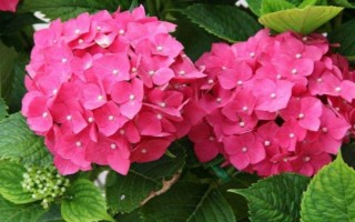 绣球花有什么寓意，代表圣洁典雅、团聚团圆、浪漫爱情