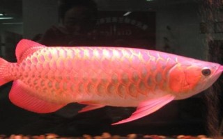 金龙鱼爬完背需要几年，需要3年左右的时间才能爬完背