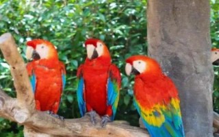 鹦鹉的寿命，鹦鹉寿命与体型有关