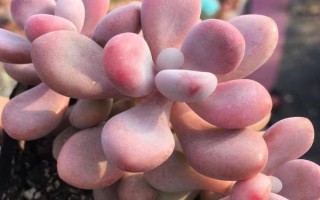 桃蛋夏天死亡的原因，一般是由脱水导致