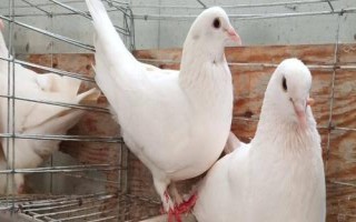 肉鸽有哪些品种，包括美国落地王鸽、仑特鸽、卡奴鸽等品种