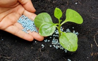 磷肥施用方案，要因土施用