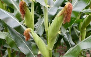 隆平381玉米种子简介,中抗小斑病