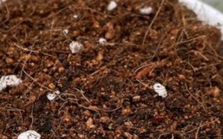 孔雀草的发芽时间，通常为播种后10天左右