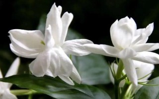 茉莉象征着什么,寓意尊敬、忠贞不渝的爱等