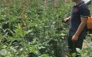 氯吡脲有什么作用，能起到促进作物生长、提高产量等效果