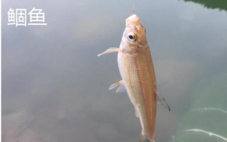 1号主线能不能当子线用，不建议代替使用