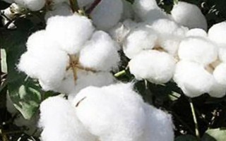 新陆早57号棉花品种的特性,其余在棉花生育期随水滴施