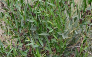 老瓜头简介，是一种直立半灌木