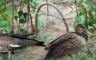 用哪种工具捕捉野生水鸭，竹篓被经常使用