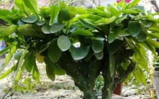 麒麟掌有毒吗，其汁液有毒