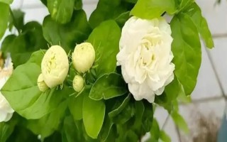 虎头茉莉怎么养殖，生长期间每隔半个月追施一次复合肥