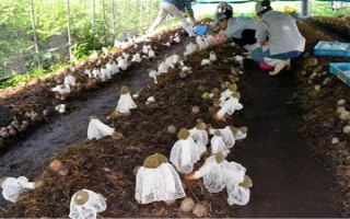 竹荪的价格，一斤需要75-350元左右