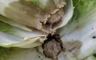 白菜腐烂的原因,根腐病、水腐、肥腐及虫害都会导致