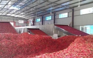 辣椒的冷藏温度是多少，以9-13℃为宜