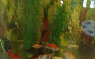 养锦鲤的鱼缸养什么植物好，可以养苦草、卷叶龙须草等