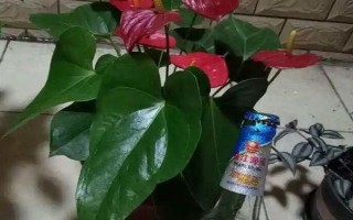 浇花用啤酒好不好，可增加养分并促进光合作用