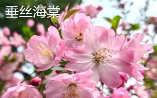 海棠花与梅花有什么区别,株形、叶片、花朵、花期均不同
