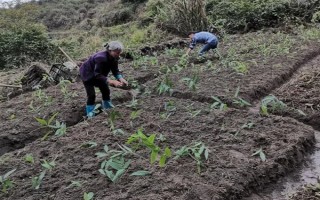 黄精的田间管理办法，前中期要做好翻耕的工作