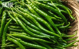 杭椒与线椒有什么区别,外观、口感、食用方法均不同