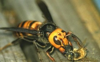 中国大虎头蜂的毒性强吗，毒性极强