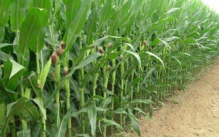 甘宇301玉米品种简介，种植密度每亩6500株