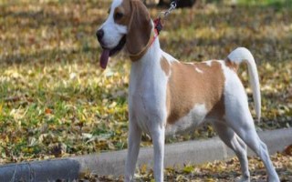 比格犬的训练方法，尽量在两个月大的时候就开始训练