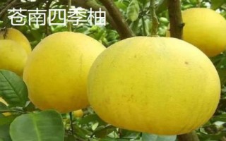 浙江温州苍南县的特产,苍南四季柚品质上乘