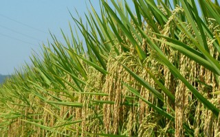 隆8优华占水稻种子特点,每亩有效穗数18.9万穗