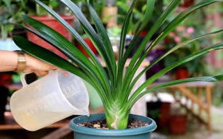 君子兰不长新叶怎么处理,需更换土壤、修剪烂根等