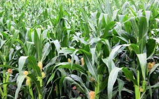 禾糯8号玉米种子特点,4月中上旬播种